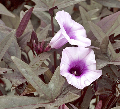 Ipomoea batatas MAP BEP8638 GWI