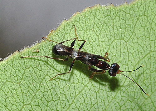 Neodryinus typhlocybae