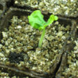 Semis Vermiculite Germination