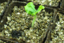 Semis Vermiculite Germination