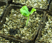 Semis Vermiculite Germination