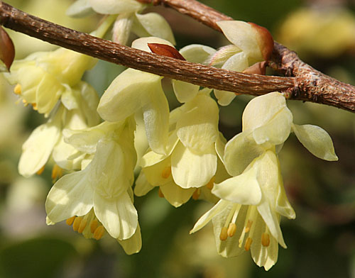 Corylopsis Fleur Mioulane MAP 9N7B9857