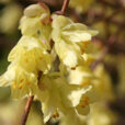 Corylopsis Fleur Mioulane Photogreen 9N7B9846