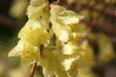 Corylopsis Fleur Mioulane Photogreen 9N7B9846