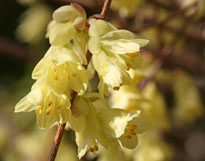 Corylopsis Fleur Mioulane Photogreen 9N7B9846