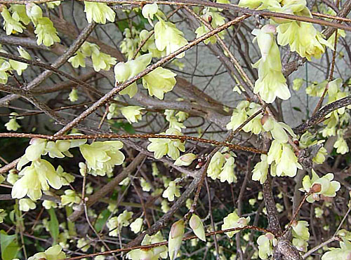 Corylopsis Mioulane P1070316