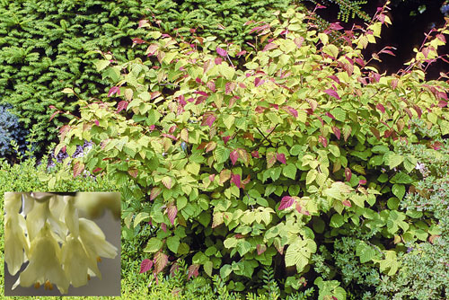Corylopsis pauciflora MAP 150326029