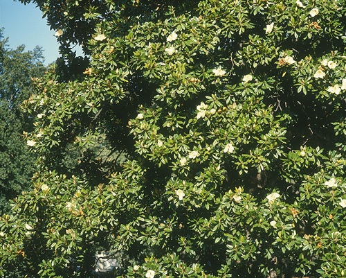 Magnolia grandiflora 641 3 MINIER