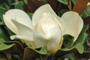 Magnolia grandiflora fleur MAP NPA 061013347