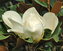 Magnolia grandiflora fleur MAP NPA 061013347