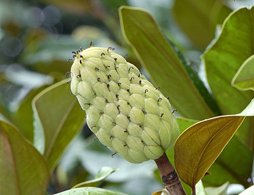 Magnolia grandiflora fruit ADE MAP061004007