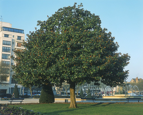 Magnolia grandiflora silhouette 641 2 MINIER