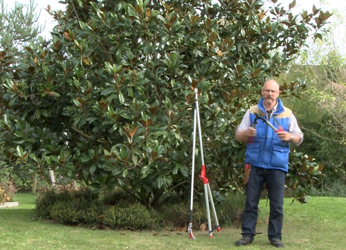 Taille Magnolia ebrancheur