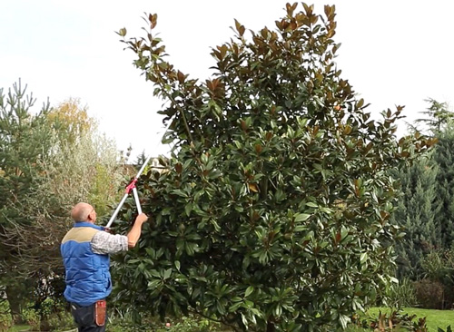 Taille magnolia 5