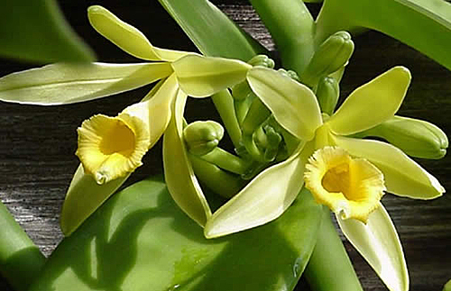 vanilla planifolia