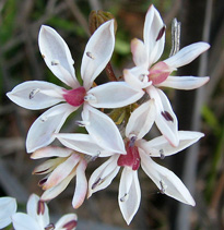 Burchardia umbellata