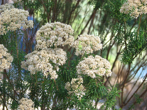 Cassinia aculeata