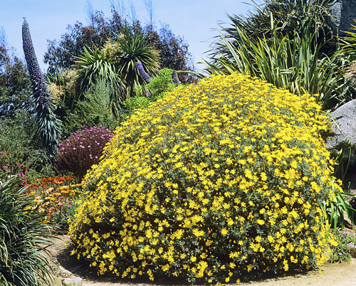 Euryops pectinatus Mioulane MAP NPM GIP0013361