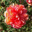Rosa Souvenir de Gilbert Nabonnand 1