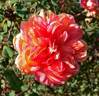 Rosa Souvenir de Gilbert Nabonnand 1