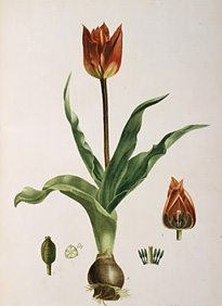 michele tenore flora napolitana