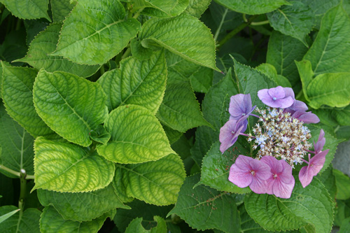 Chlorose sur Hydrangea Mioulane MAP