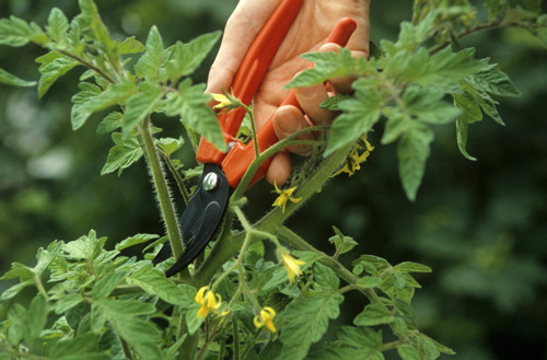 Ebourgeonnement Tomate Mioulane MAP NPM GIP0107396