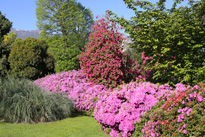 Jardin Rhododendron Mioulane MAP NPM 719510122