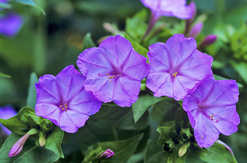 Mirabilis jalapa MAP ADE GIP0018209