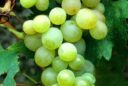 Raisin Chasselas Dore de Fontainebleau MAP ADE GIP0098858