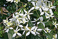 Clematis armandii Mioulane MAP XY7S3331