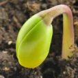 Germination
