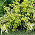 Hakonechloa Euphorbia Mioulane MAP NPM 719512175