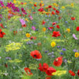 Jachere fleur Mioulane MAP NPM 90160445