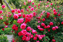 Rosier Cerise Bouquet Mioulane MAP NPM 914375954