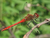 Sympetrum sanguineum