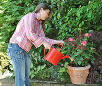Arrosage rosier pot MAP NPA 071218054