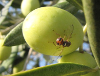 Bactrocera oleae.Mouche olive