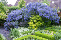 Ceanothus Jardin Mioulane MAP NPM 84979017