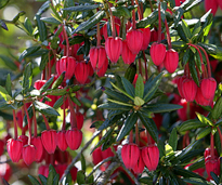 Crinodendron Mioulane MAP NPM 850319199