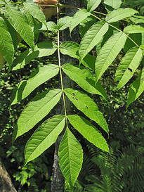 Fraxinus nigra