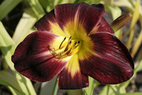 Hemerocallis Mioulane MAP NPM 850327174