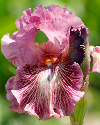 Iris Mioulane MAP NPM 914373767