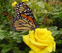 Papillon Monarque rose jaune