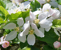 Pommier fleur Mioulane MAP NPM 080709202