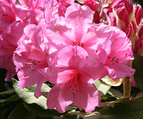 Rhododendron Mioulane MAP NPM 850455153