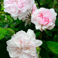 Rose Fantin Latour Mioulane MAP NPM 914374595