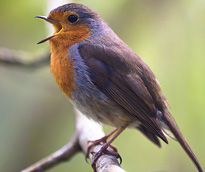 Rouge gorge chante