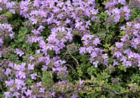 Thym floraison Mioulane MAP NPM 850324003