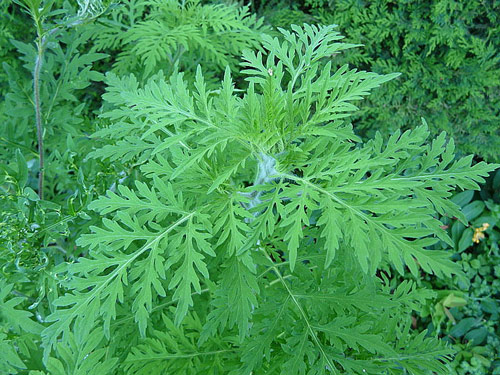 Ambrosia artemisiifolia